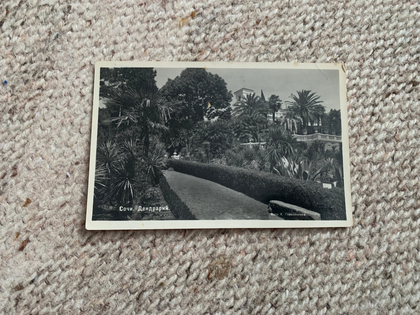 Soviet-time postcard for collecting - USSR view card - Sochi - Arboretum - 1951 - postally unused