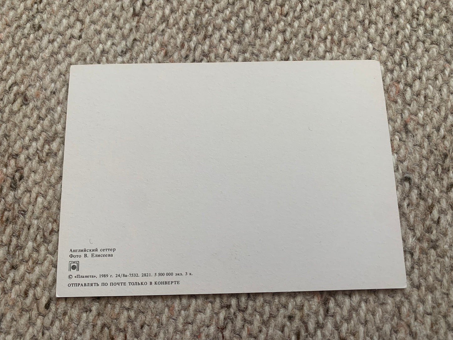 Soviet Russian dog postcard - English Setter - 1988 - unused