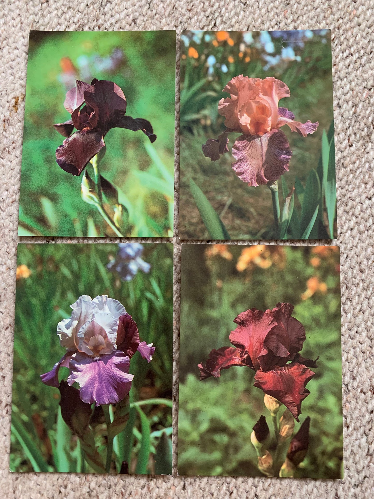 18 Unused FLOWER / FLORAL postcards - IRIS - Perennial plant - Printed in Czechoslovakia - 1980s