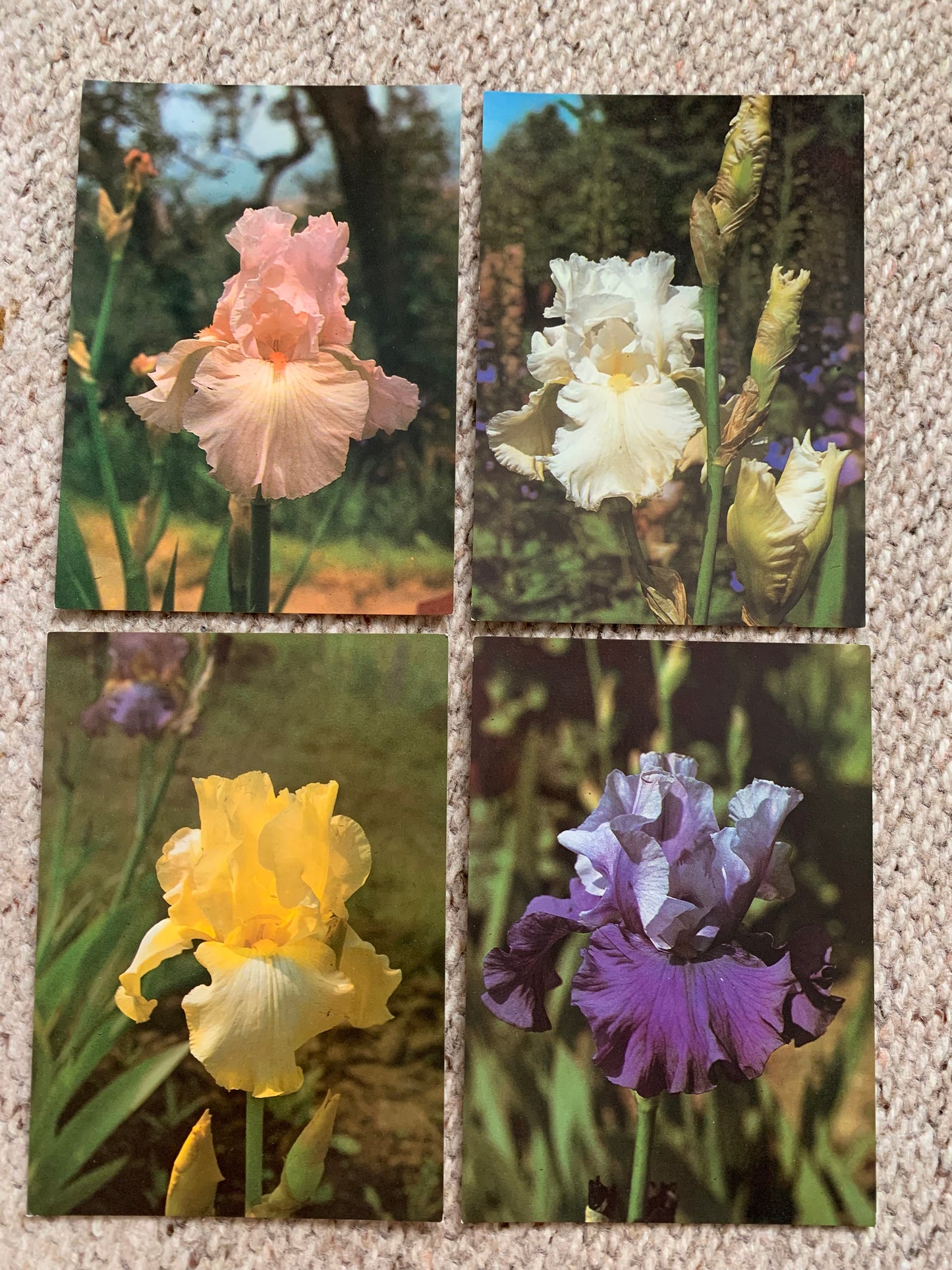 18 Unused FLOWER / FLORAL postcards - IRIS - Perennial plant - Printed in Czechoslovakia - 1980s