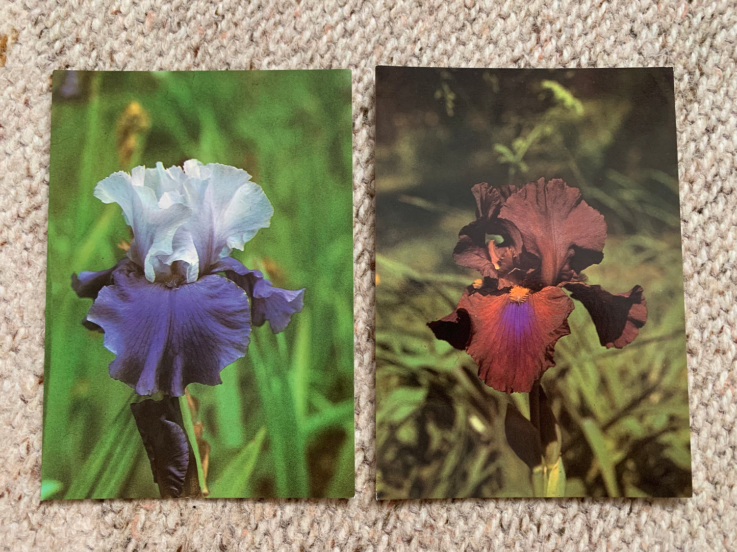 18 Unused FLOWER / FLORAL postcards - IRIS - Perennial plant - Printed in Czechoslovakia - 1980s