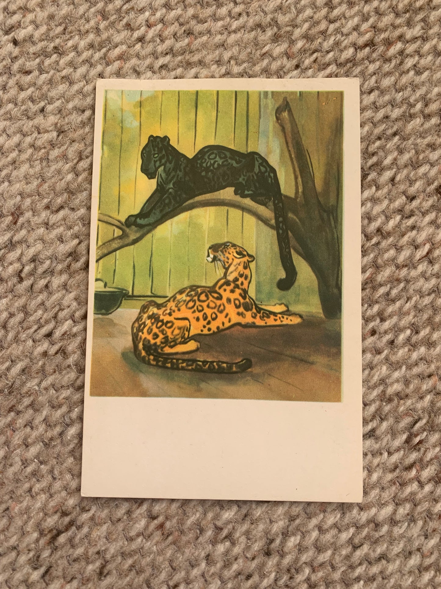 Russian art postcard - Artists N. Stroganova, M. Alekseev - "CATS" - Animal postcard - Printed in USSR - 1969 - unused