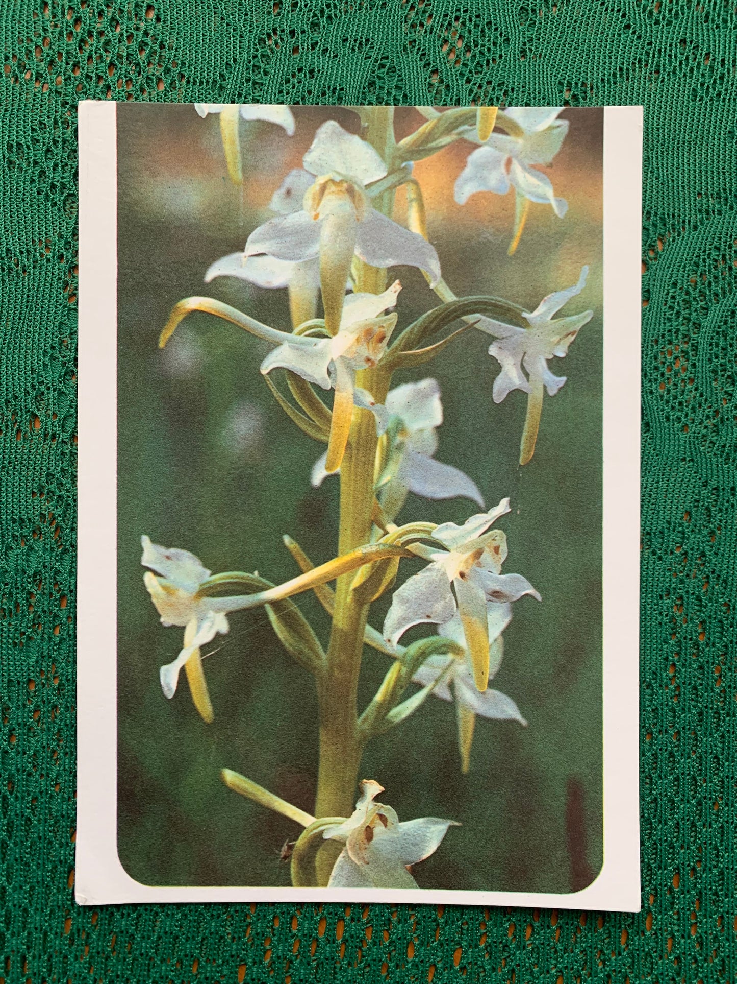 Estonian postcard - Flowers - Platanthera bifolia - butterfly-orchid - Printed in USSR - 1990 - unused