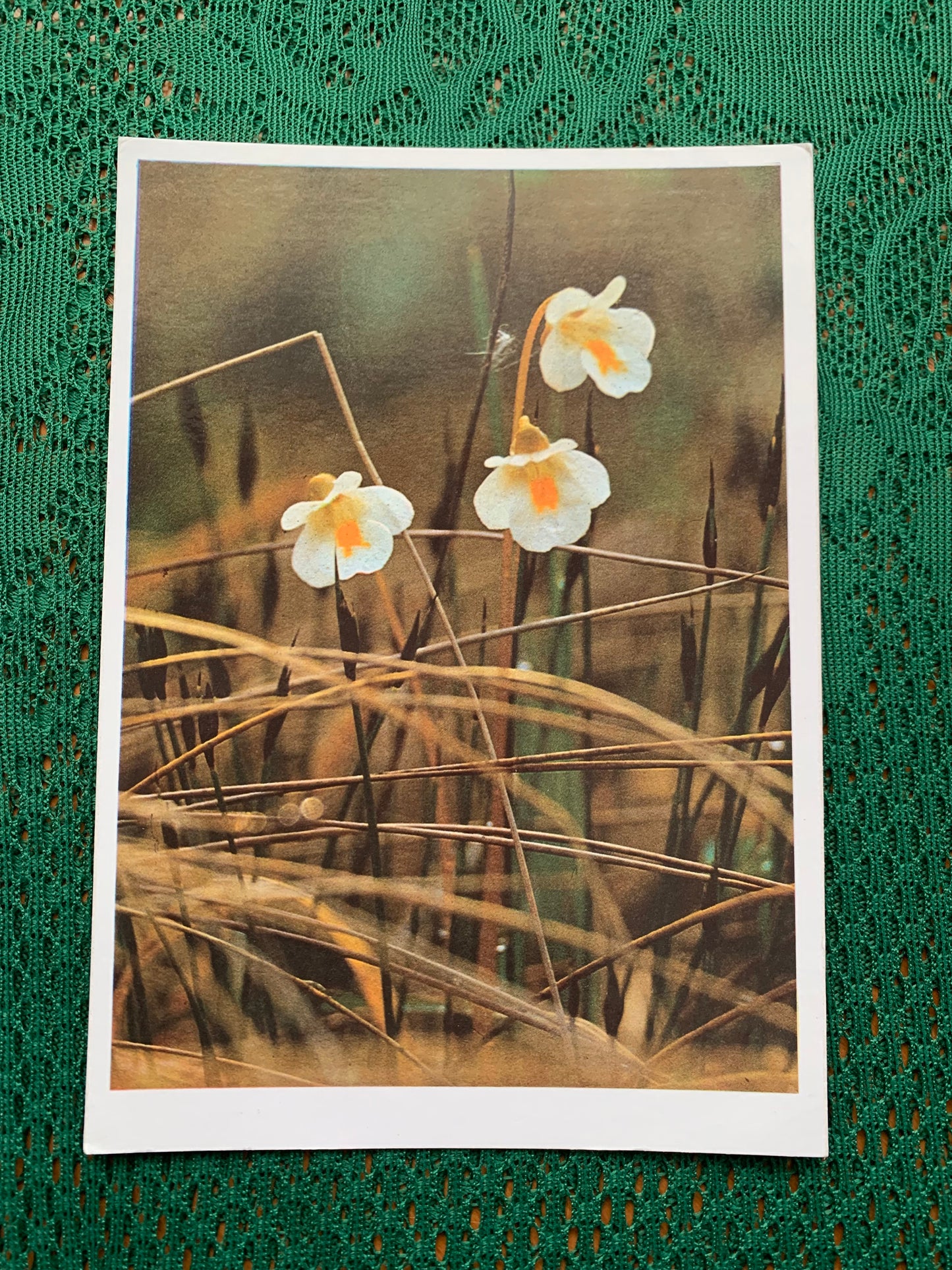 Estonian postcard - Flowers - Pinguicula alpina - Alpine butterwort - Printed in USSR - 1990 - unused