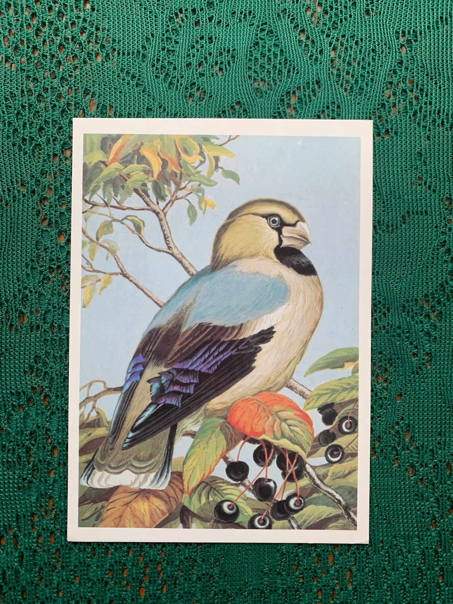 Russian art postcard - Bird postcard - HAWFINCH - Artist V.Egorov - Printed in USSR - 1984 - unused
