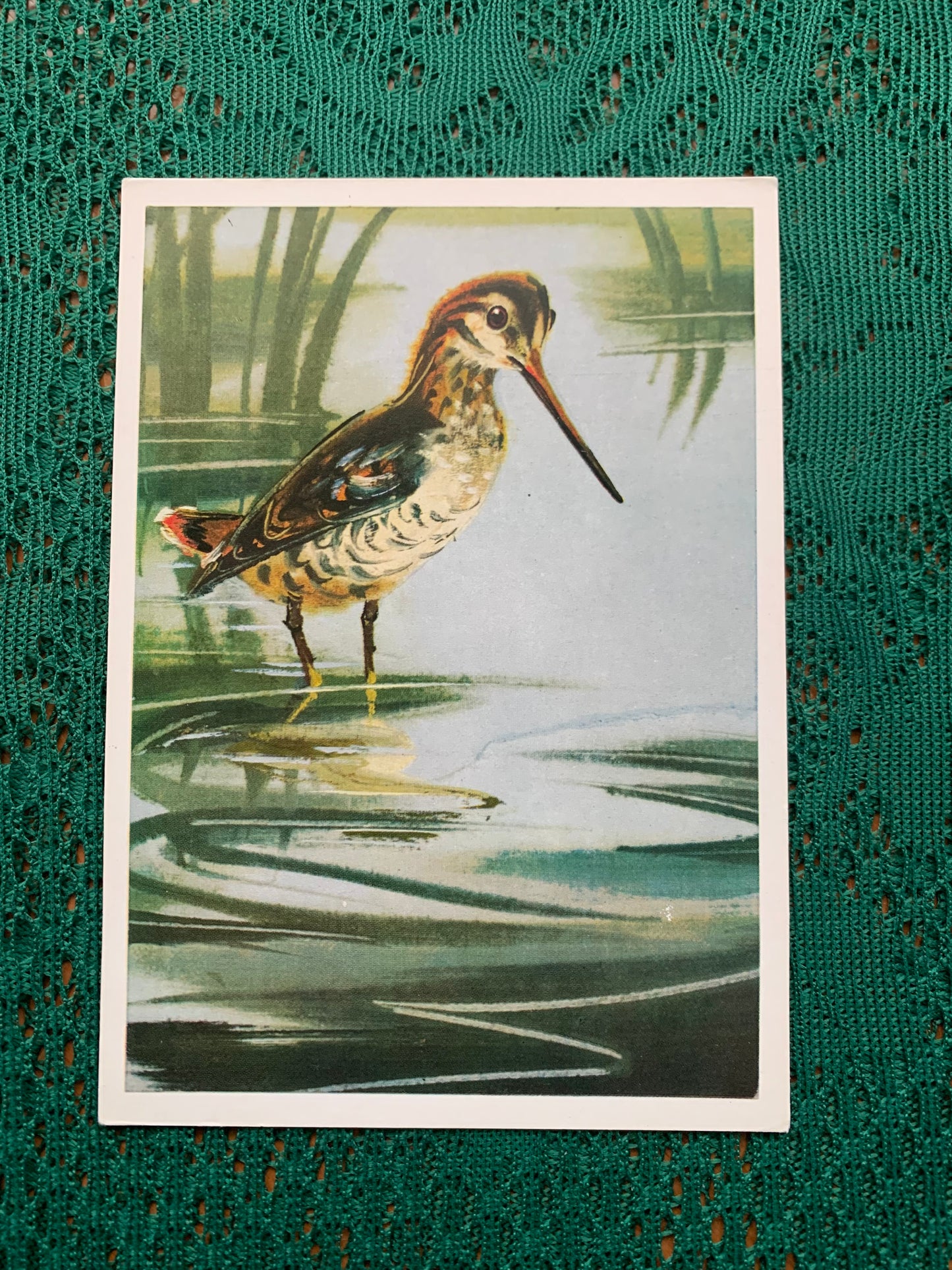 Russian art postcard - Bird postcard - SNIPE - Artist V. Kanevsky - Printed in USSR - 1981 - unused