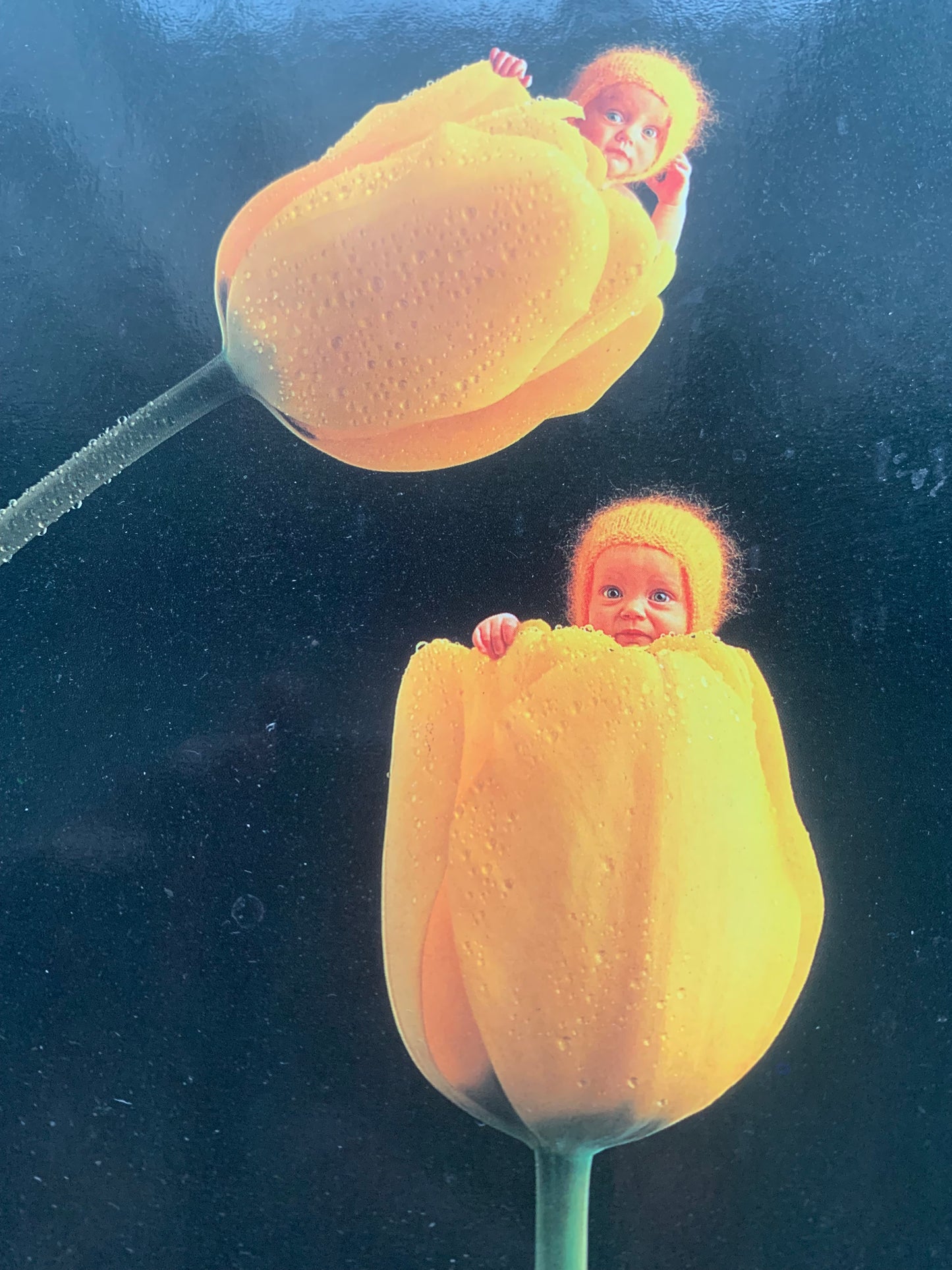 Anne Geddes Art Postcard - Cute Babies inside Tulip - Baby Photography - unused