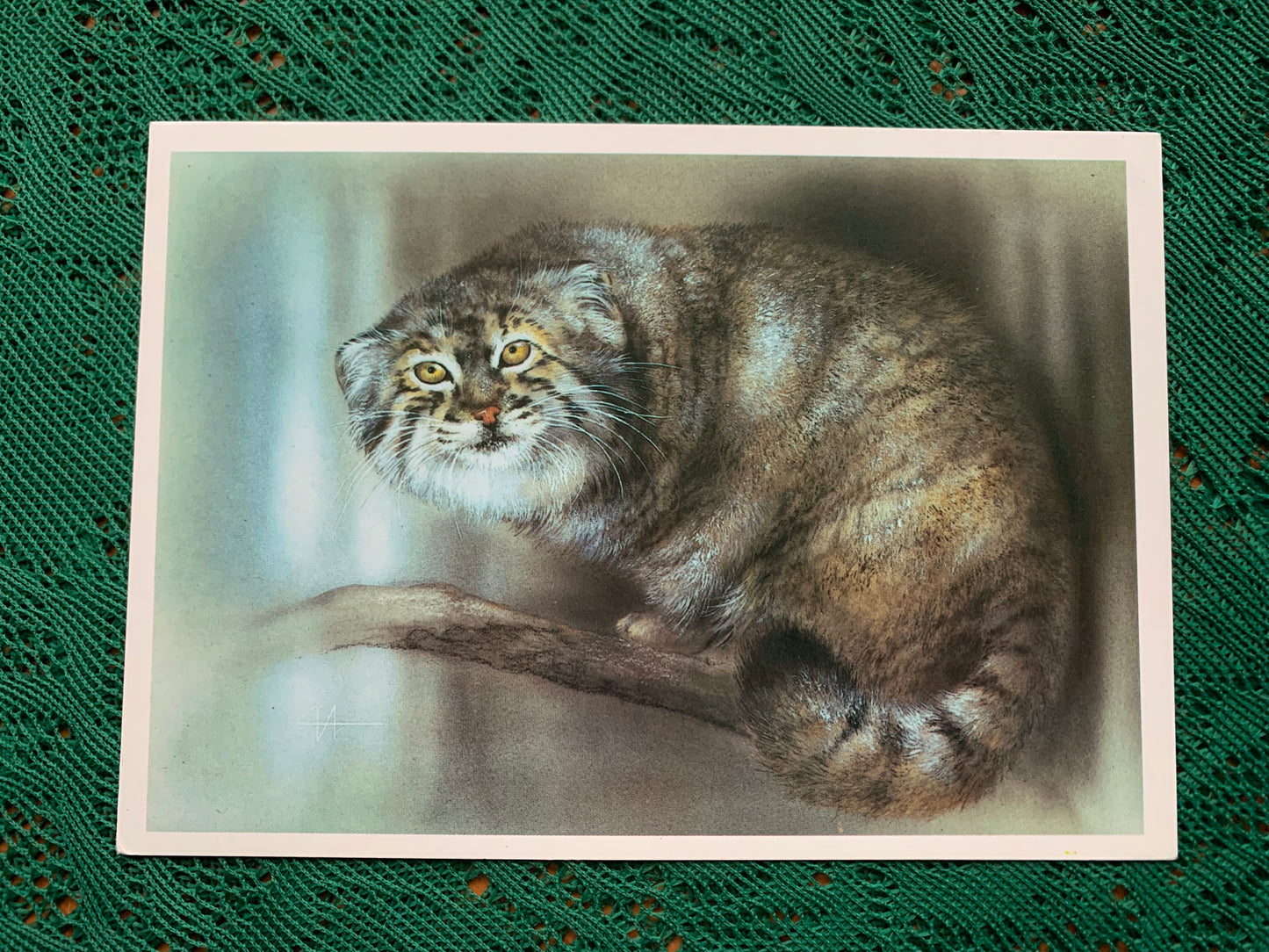 Russian art postcard - Artist A.Isakov - Pallas' cat (Felis manul) - Animal postcard - Printed in USSR - 1989 - unused