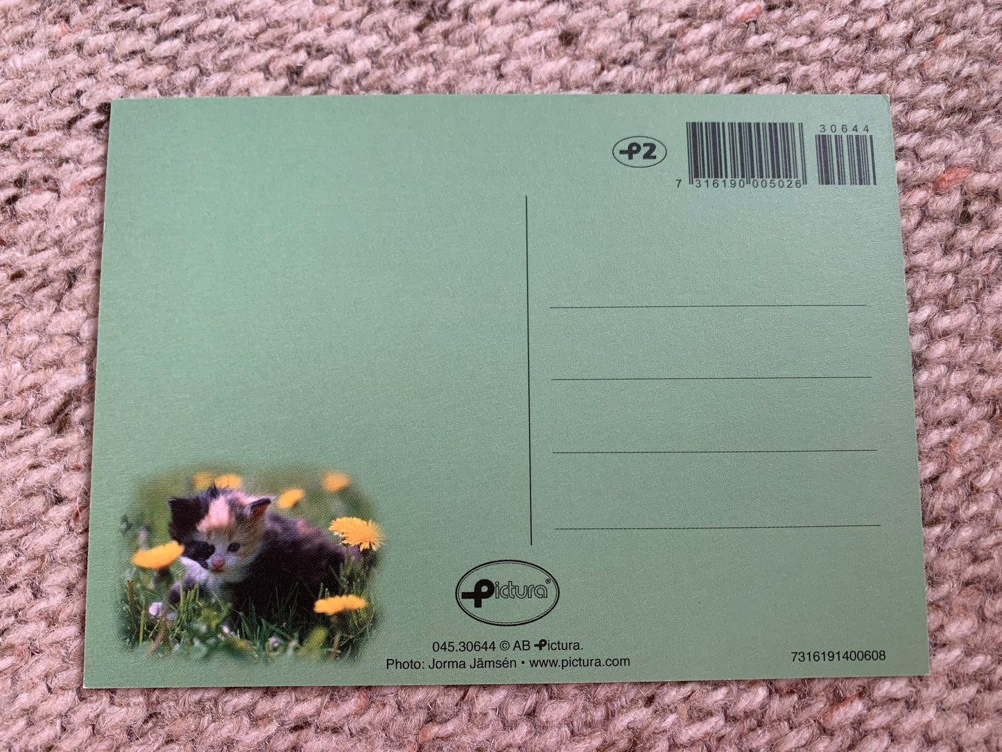 CAT postcard - Collectible card - Printed in Sweden - 2000s - unused