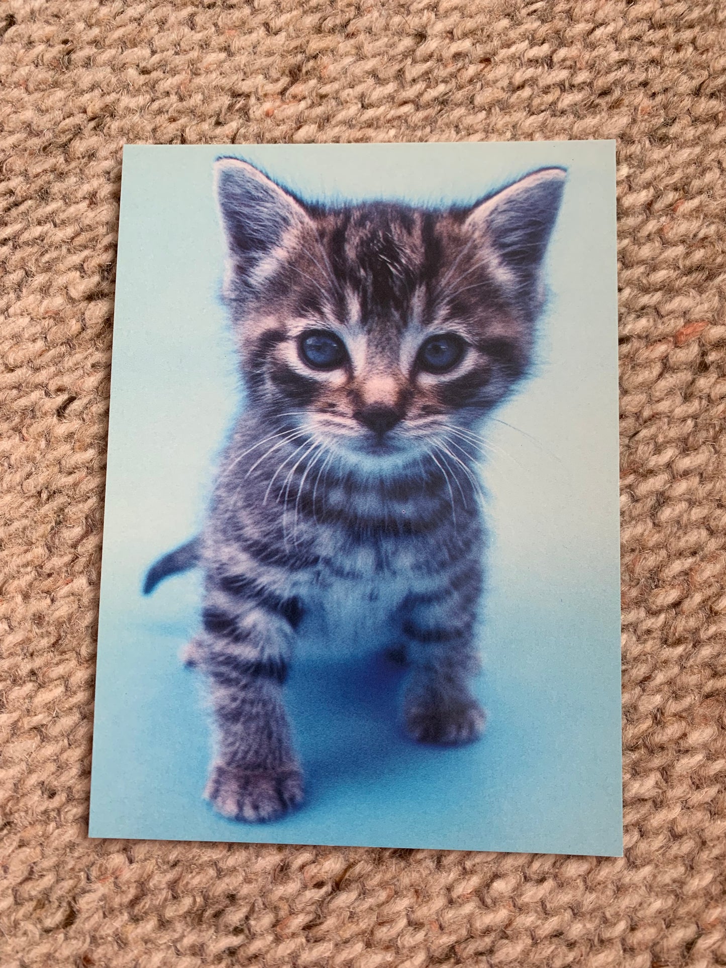 CAT postcard - Collectible card - Printed in Sweden - 2000s - unused