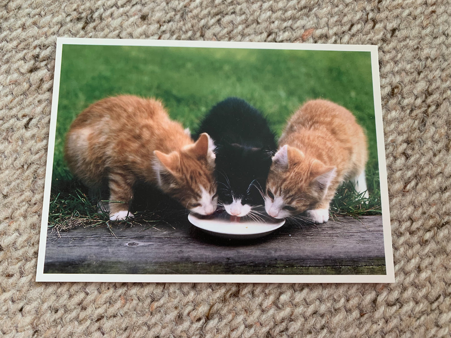 CAT postcard - Collectible card - Printed in Sweden - 2000s - unused
