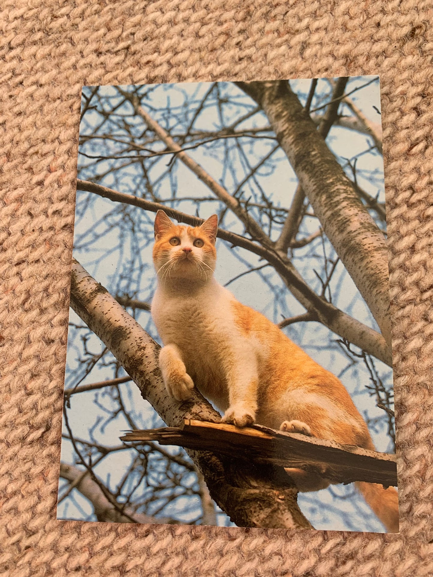 CAT postcard - Collectible card - Printed in Germany - 1990s - unused