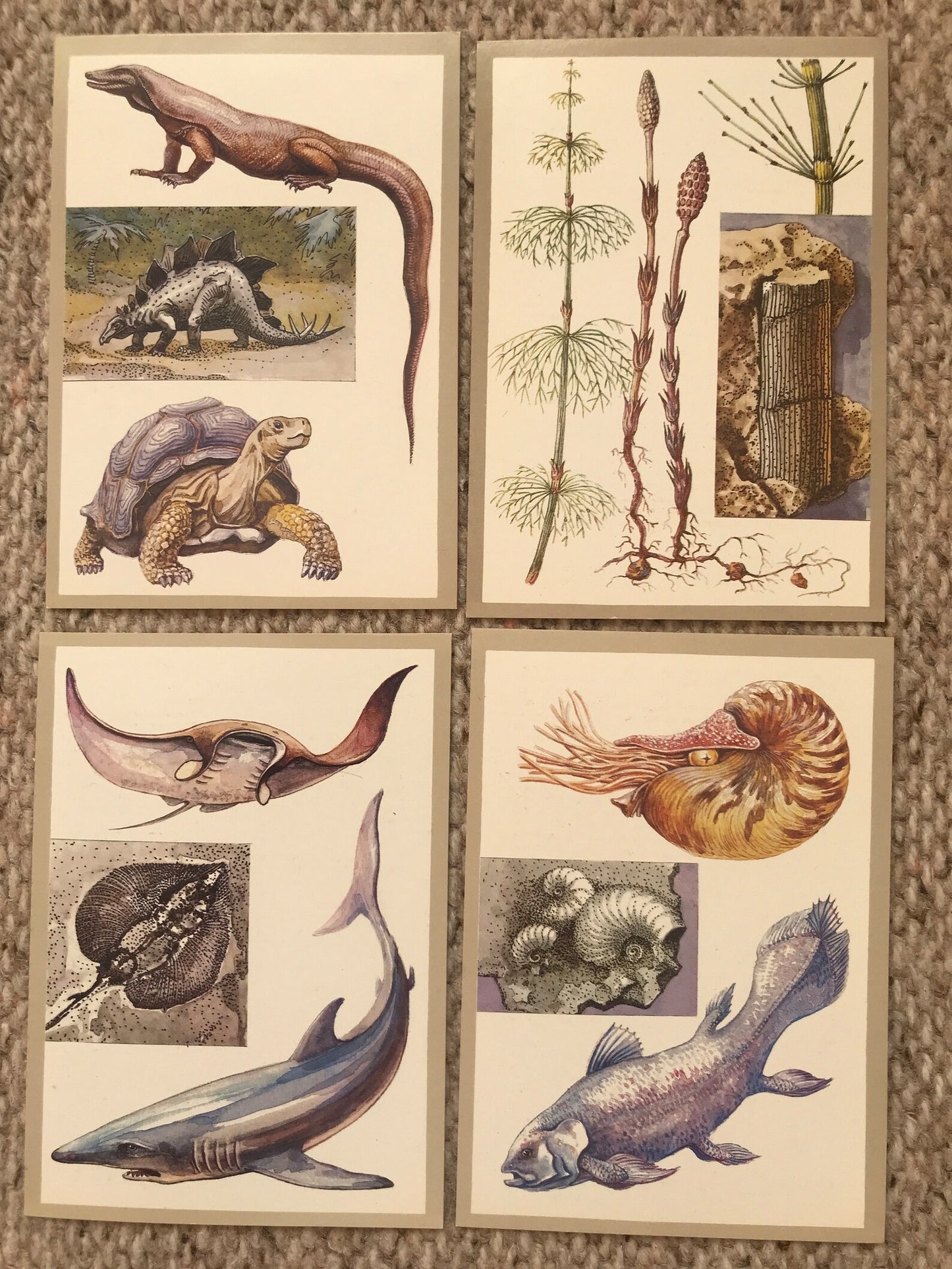 Set of 16 Vintage USSR collectible cards - "Protected animals and plants" - 1983 - unused