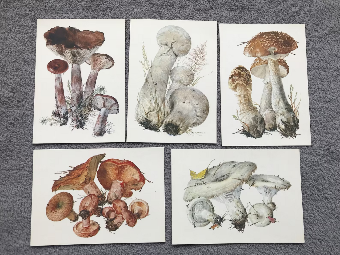 Set of 16 Vintage USSR collectible cards - Biology Cards - Mushrooms - 1984 - unused