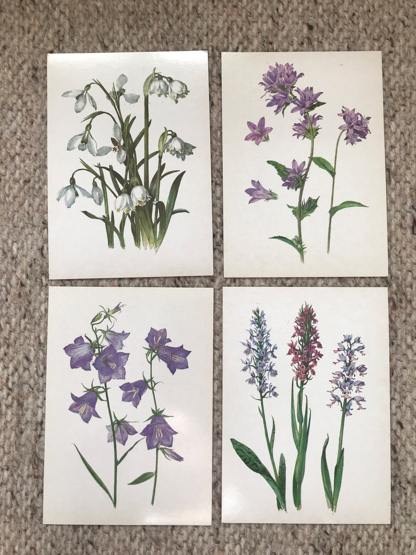 Set of 32 Vintage USSR collectible cards - Biology Cards - Plants Under Protection - 1986 - unused