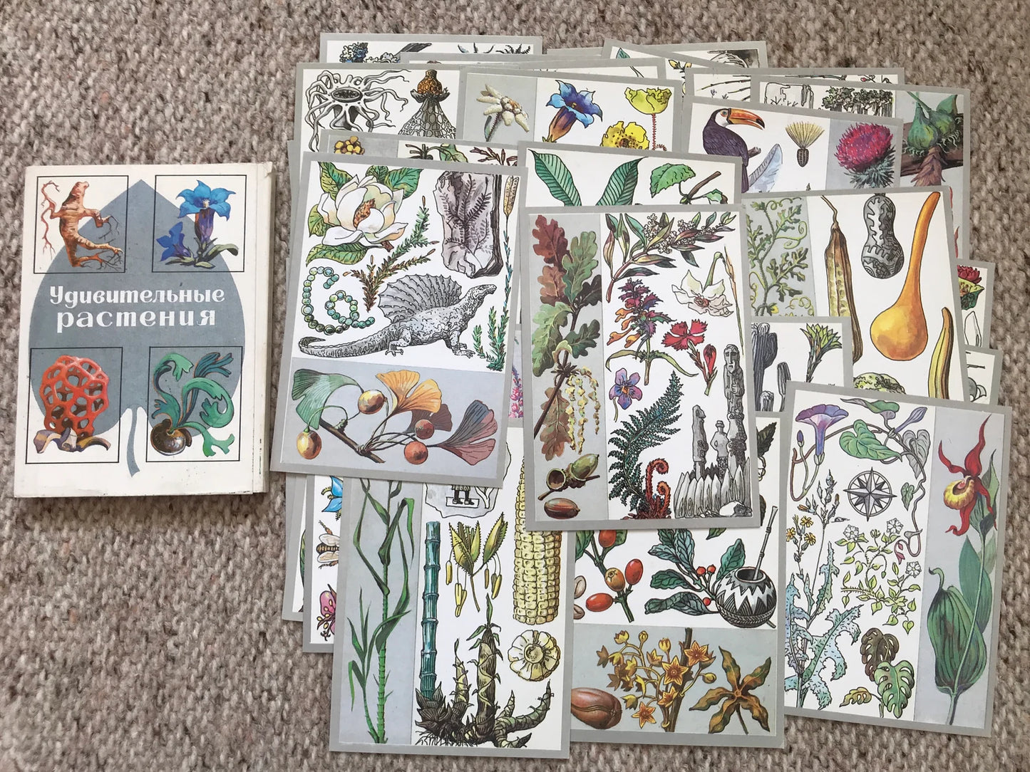 Set of 32 Vintage USSR collectible cards - Biology Cards - Amazing Plants - 1989 - unused
