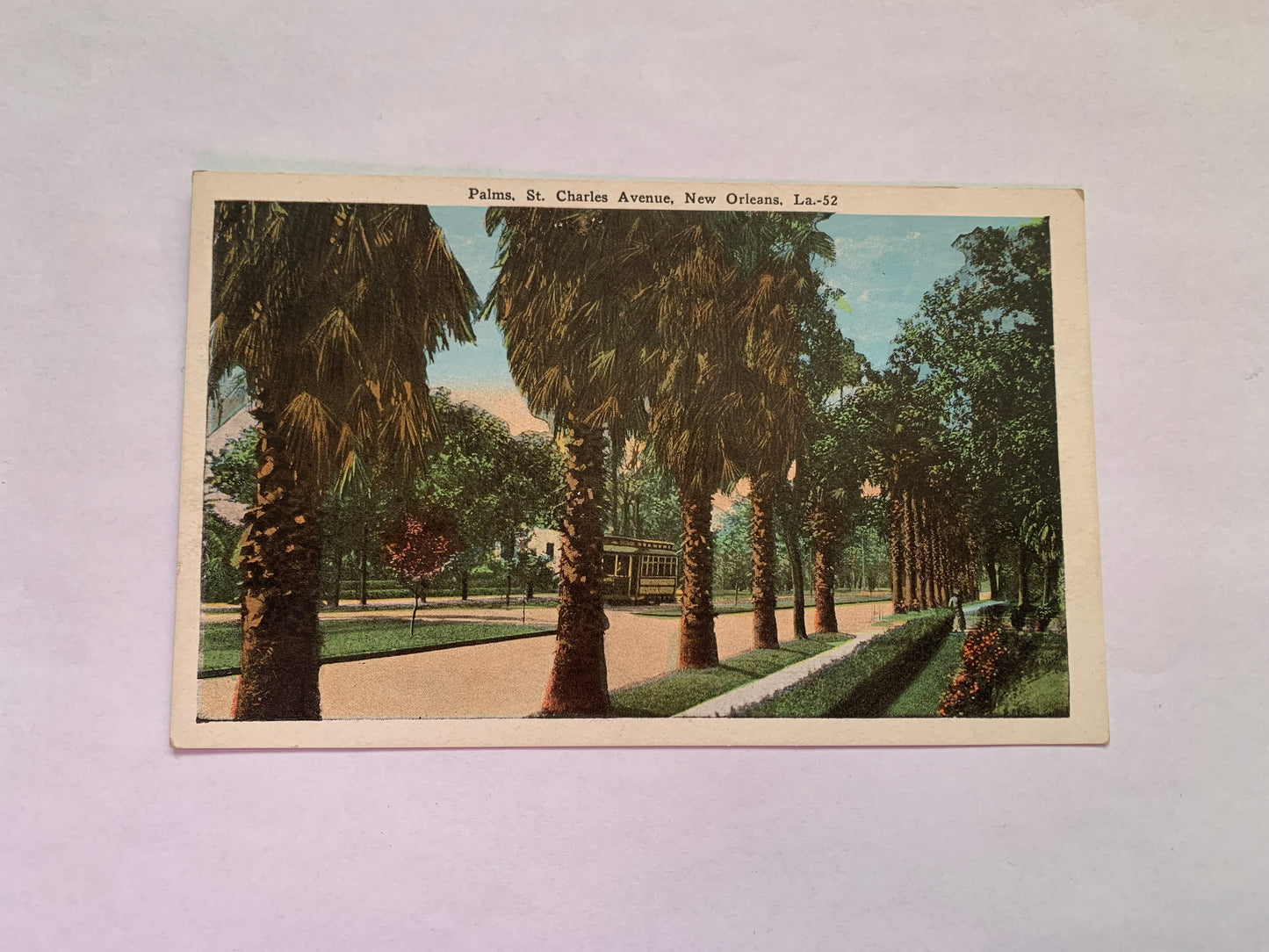 Old postcard - Antique postcard - Palms - St Charles Avenue - New Orleans - Louisiana - USA - Carte Postale - early 1900s - Unused