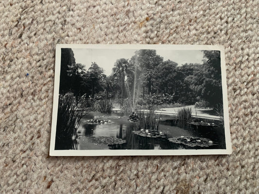 Soviet-time postcard for collecting - USSR view card - Crimea - Yalta - Nikitsky Botanical Garden - 1954 - postally unused