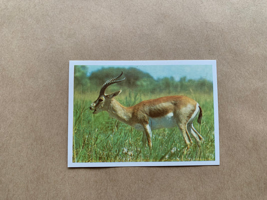 Soviet-time pocket calendar for the year 1990 - Antelope