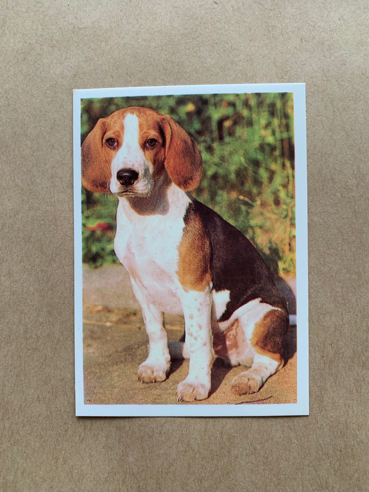 Soviet-time pocket calendar for the year 1990 - Dog