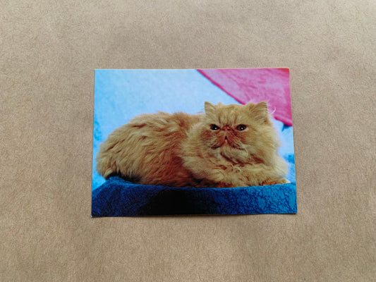 Estonian pocket calendar with cat for the year 2000
