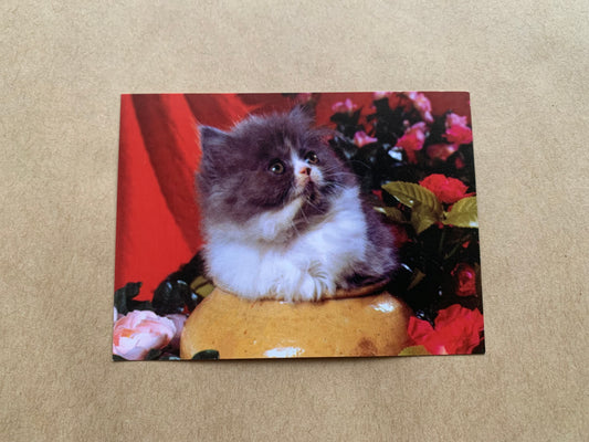Estonian pocket calendar for the year 2000 - Cat