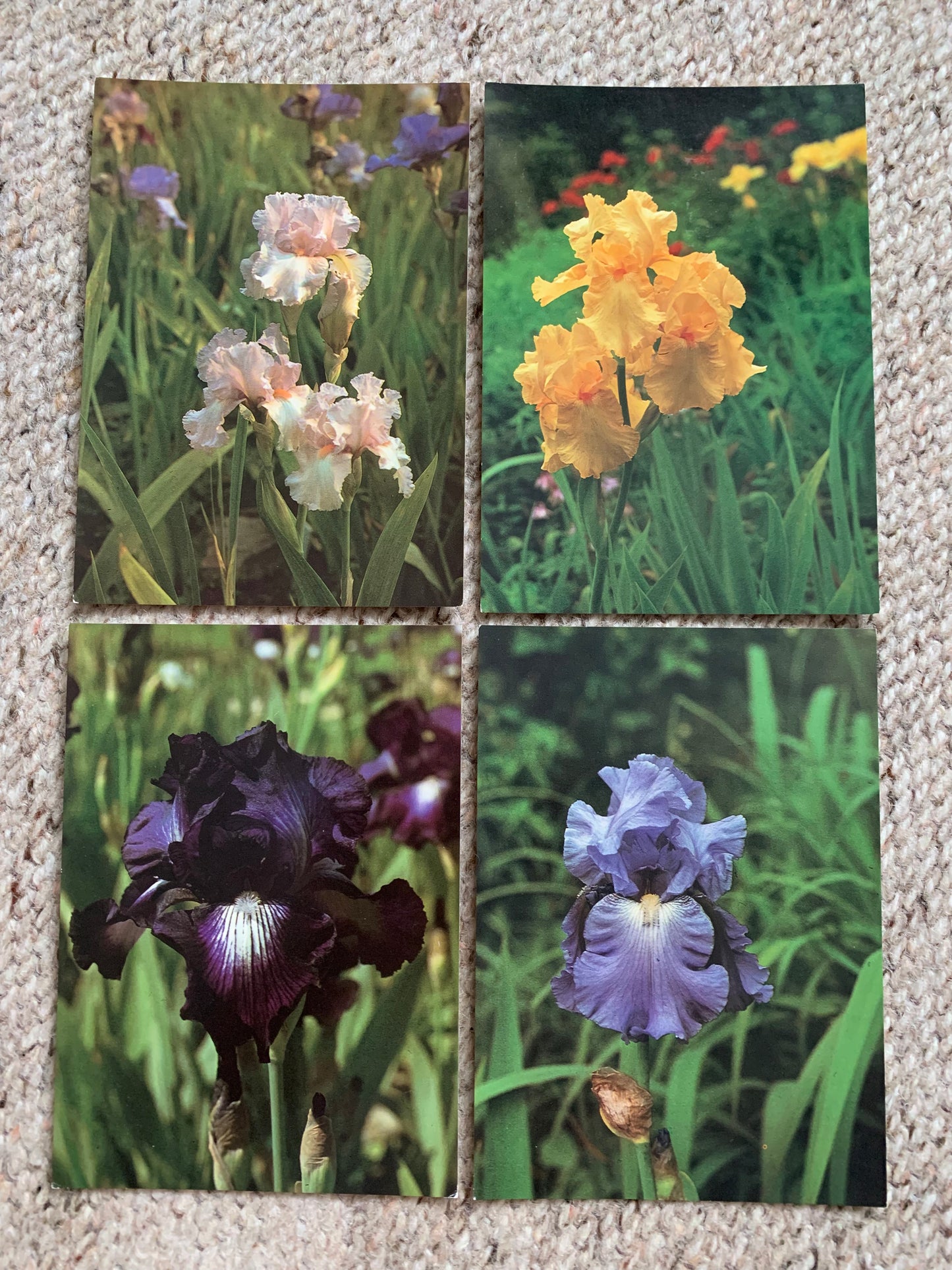18 Unused FLOWER / FLORAL postcards - IRIS - Perennial plant - Printed in Czechoslovakia - 1980s