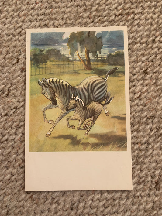 Russian art postcard - Artists N. Stroganova, M. Alekseev - Zebras - Animal postcard - Printed in USSR - 1969 - unused