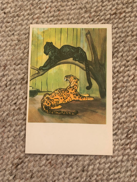 Russian art postcard - Artists N. Stroganova, M. Alekseev - "CATS" - Animal postcard - Printed in USSR - 1969 - unused
