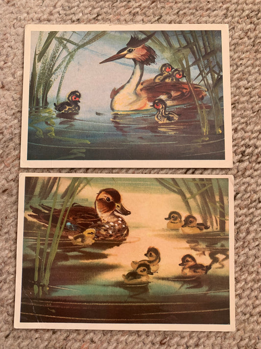 Russian art postcards - Bird postcards - Grebe - Mallard - Artist V. Kanevsky - Printed in USSR - 1980 - unused