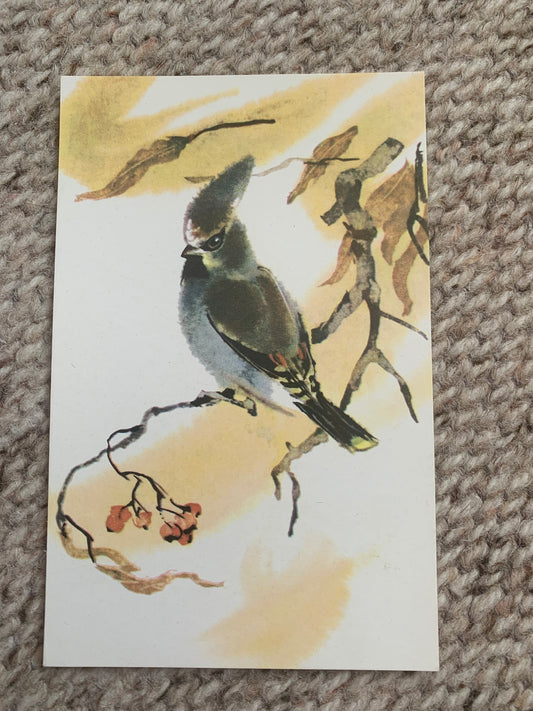 Russian art postcard - Bird postcard - Bohemian waxwing - Artist V. Kanevsky - Printed in USSR - 1977 - unused