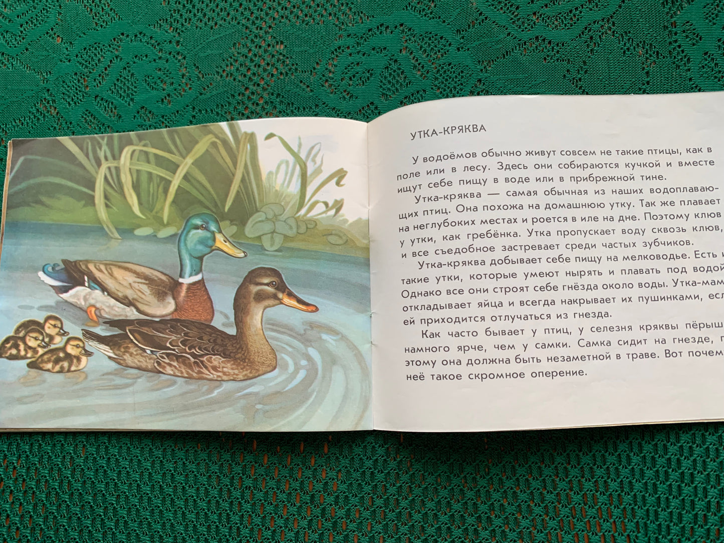 Vintage Estonian Children's Book in Russian - BIRDS - Rein Saluri - 1986
