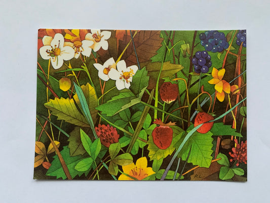 Estonian art postcard - Greeting card - Berries - Artist R.Lukk - Printed in 1985 - unused