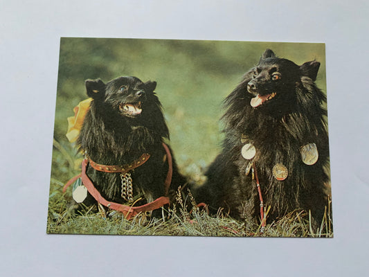 Estonian dog postcard - BLACK SPITZ - 1981 - unused