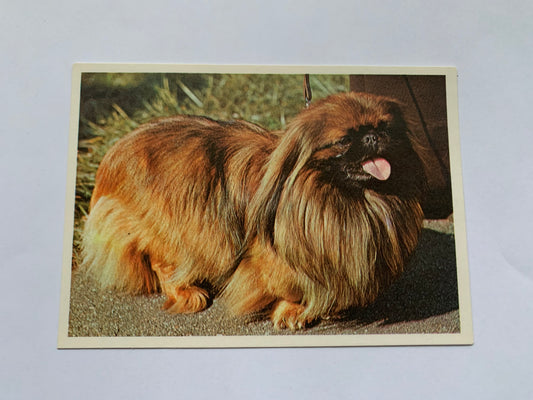 Estonian dog postcard - BEIJING PALACE DOG - 1981 - unused