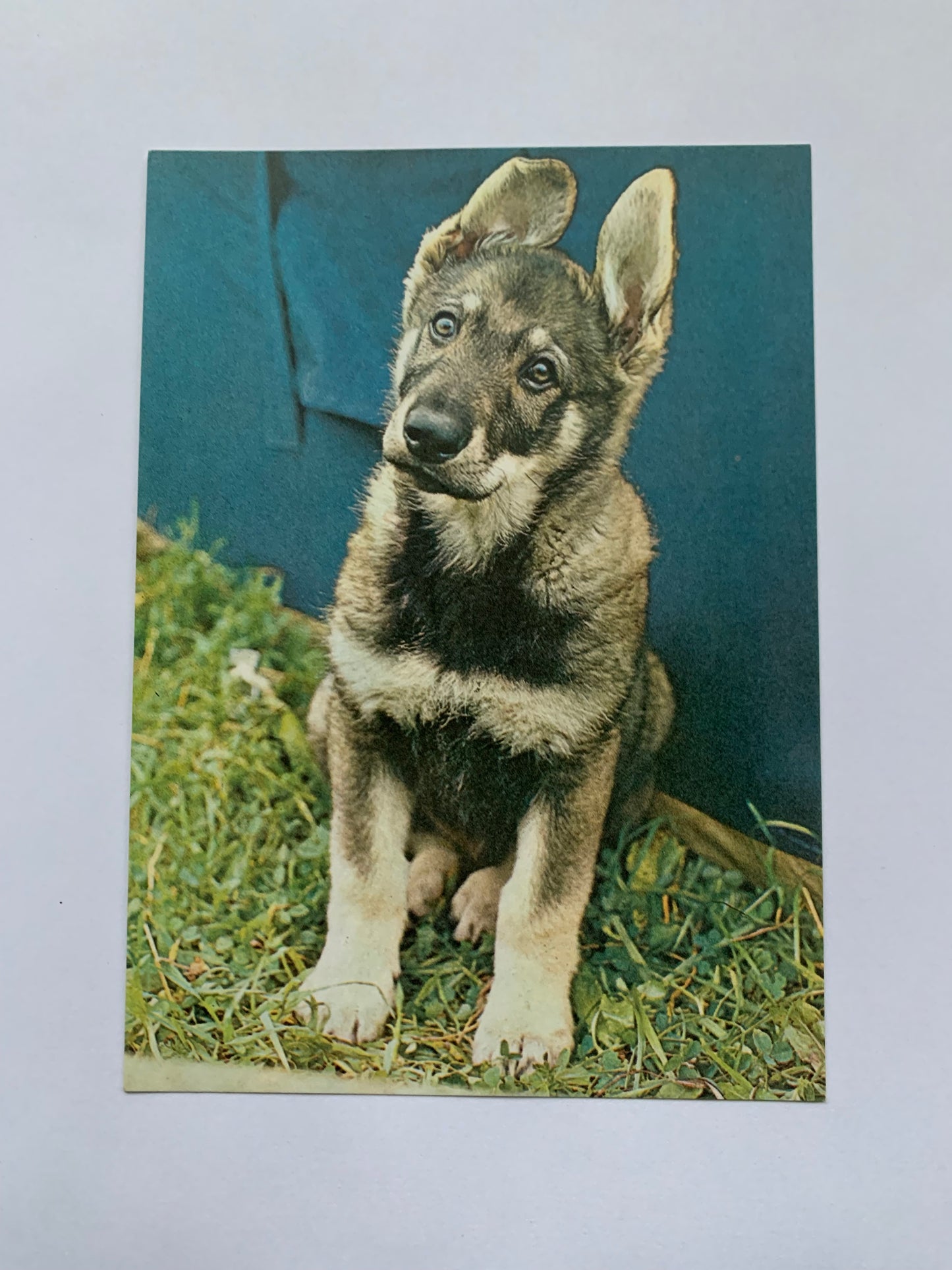 Estonian dog postcard - German Shepherd Puppy - 1981 - unused