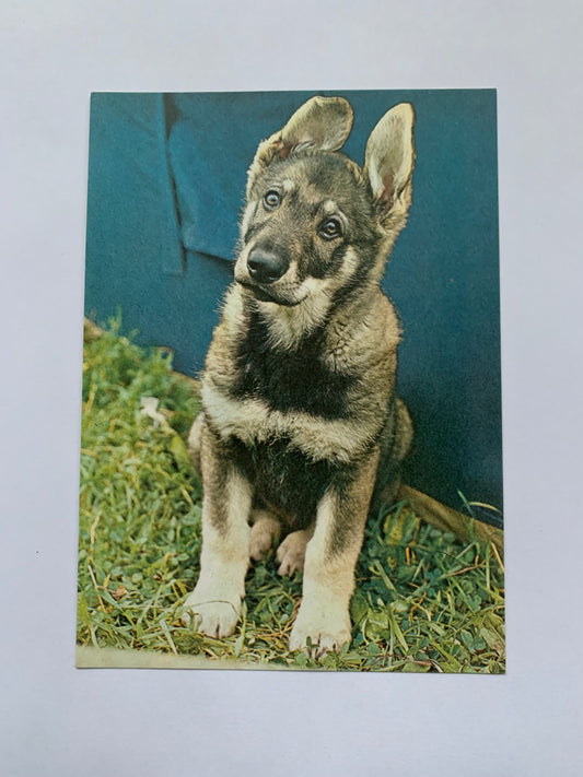 Estonian dog postcard - German Shepherd Puppy - 1981 - unused