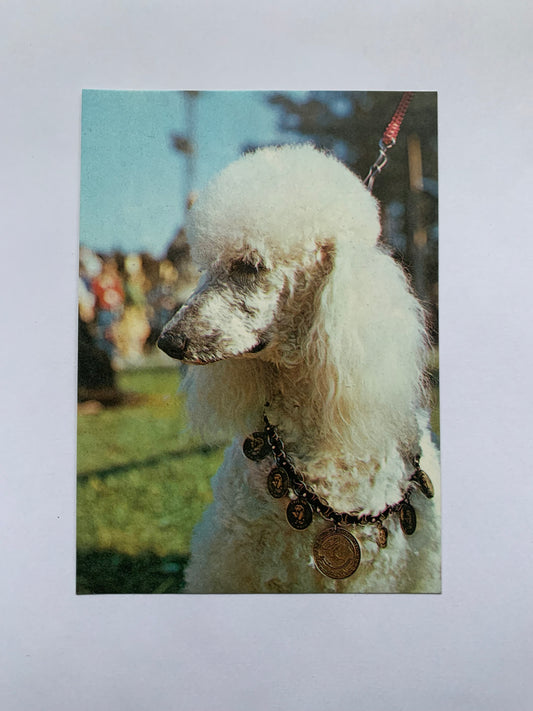 Estonian dog postcard - POODLE - 1981 - unused