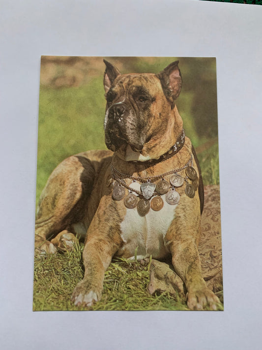 Estonian dog postcard - BOXER - 1981 - unused