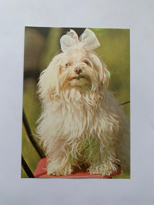 Estonian dog postcard - FRENCH BOLONKA - 1981 - unused