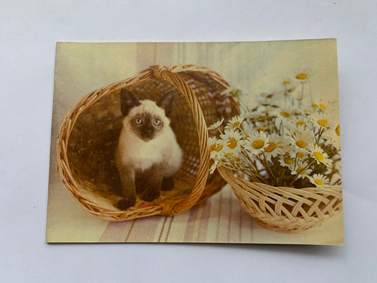 Estonian cat postcard - 1985 - unused