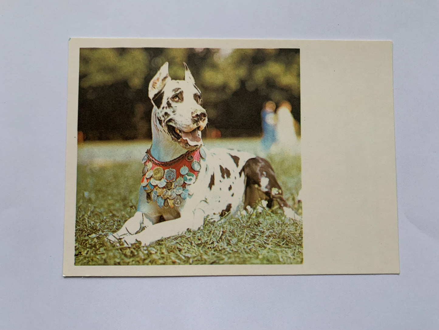 Estonian dog postcard - GREAT DANE - 1981 - unused