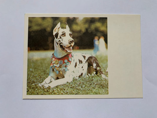 Estonian dog postcard - GREAT DANE - 1981 - unused