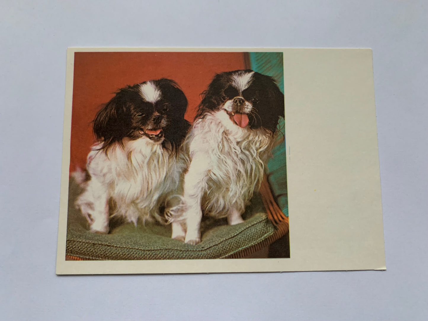 Estonian dog postcard - Japanese chins - 1981 - unused