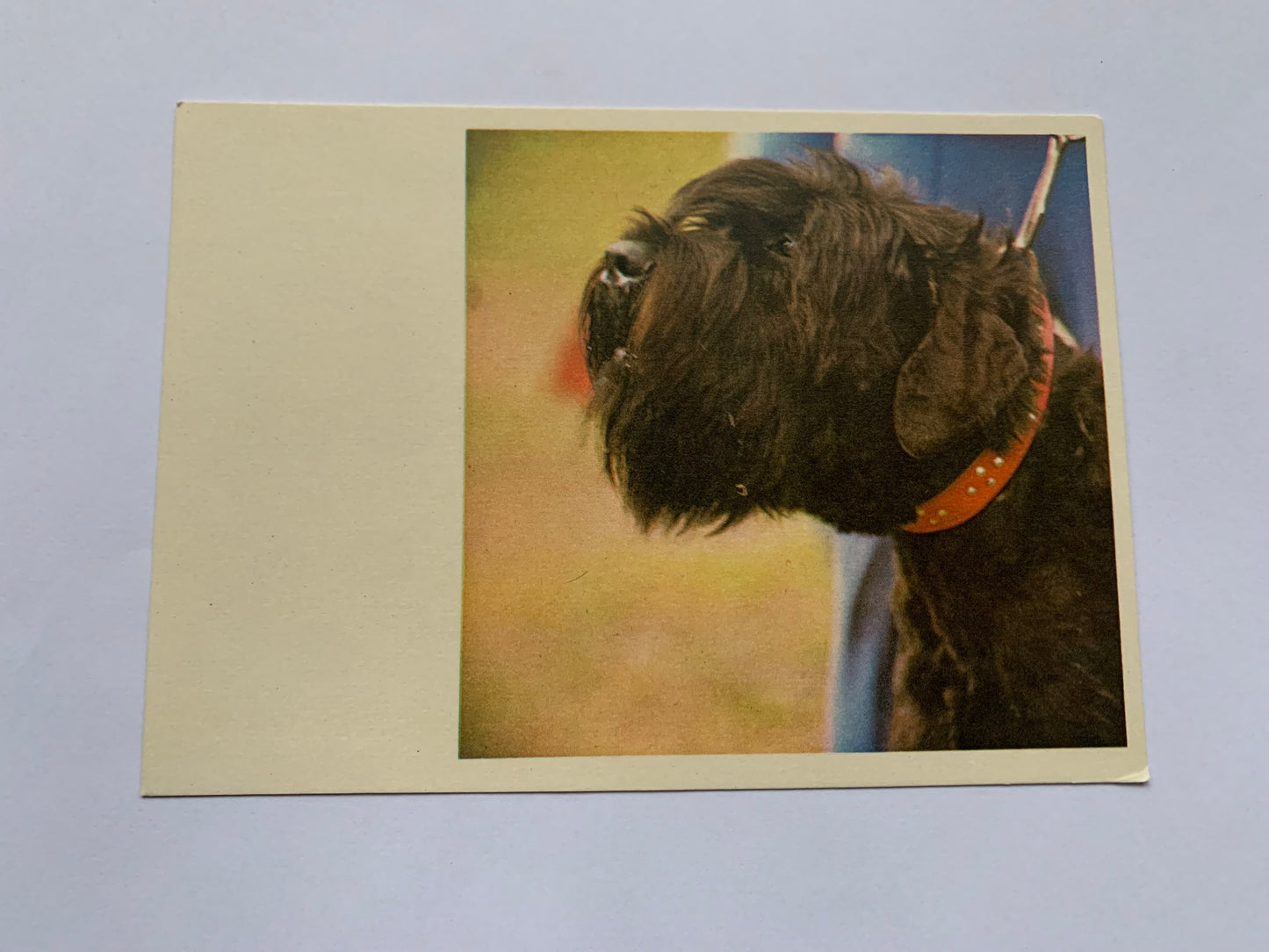 Estonian dog postcard - Black Terrier - 1981 - unused