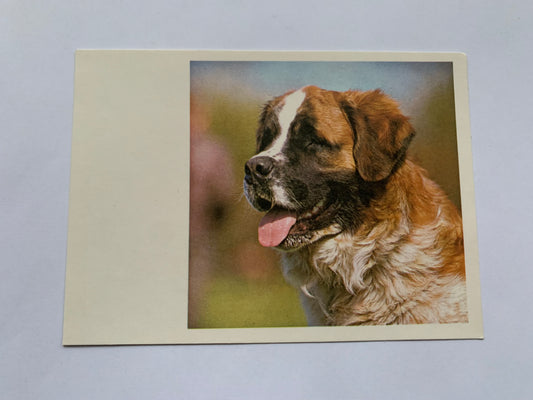 Estonian dog postcard - BERNARDINE - 1981 - unused