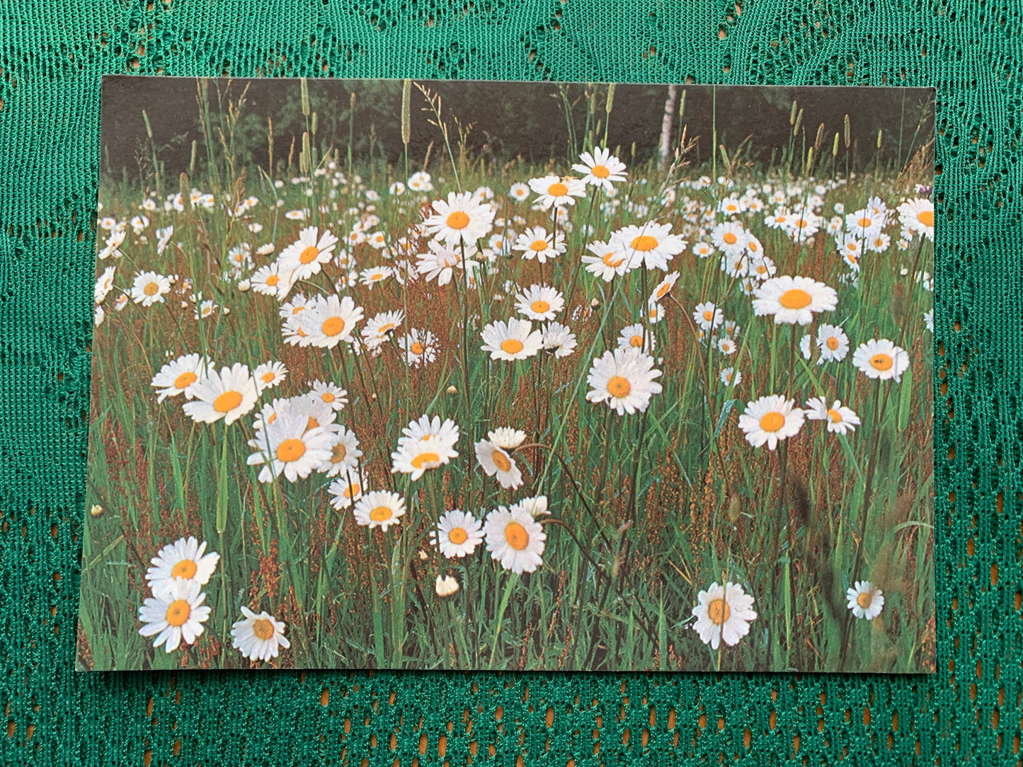 Estonian postcard - Flowers - Leucanthemum vulgare - oxeye daisy - dog daisy - marguerite - Printed in USSR - 1990 - unused