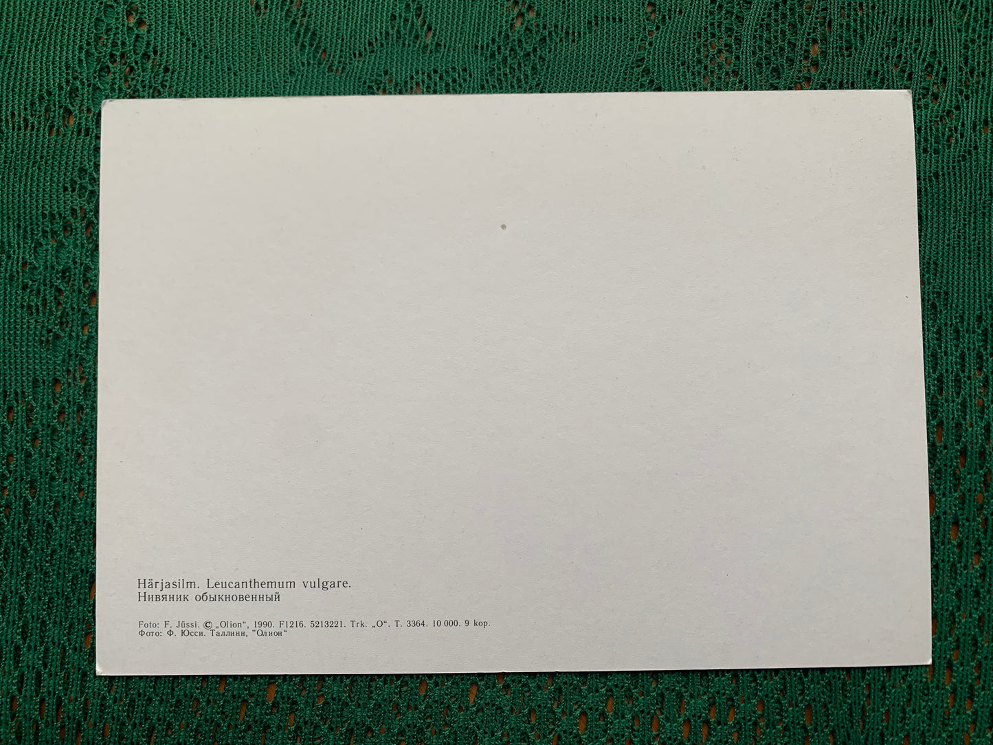 Estonian postcard - Flowers - Leucanthemum vulgare - oxeye daisy - dog daisy - marguerite - Printed in USSR - 1990 - unused