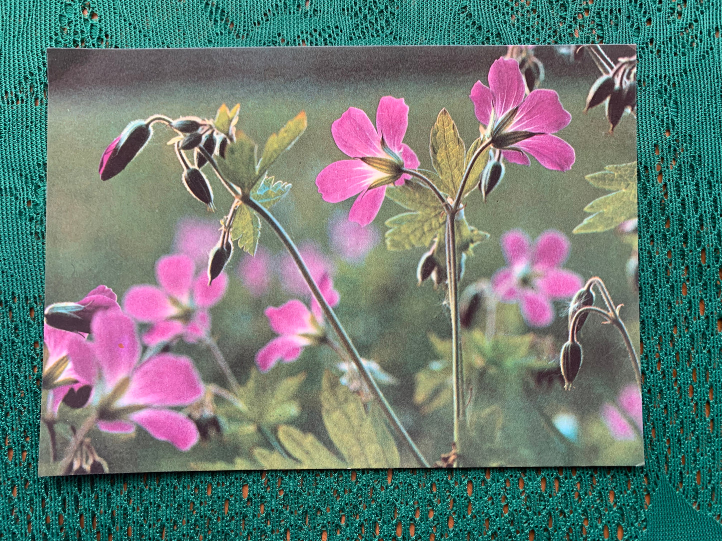 Estonian postcard - Flowers - Geranium sylvaticum - wood cranesbill - woodland geranium - Printed in USSR - 1990 - unused