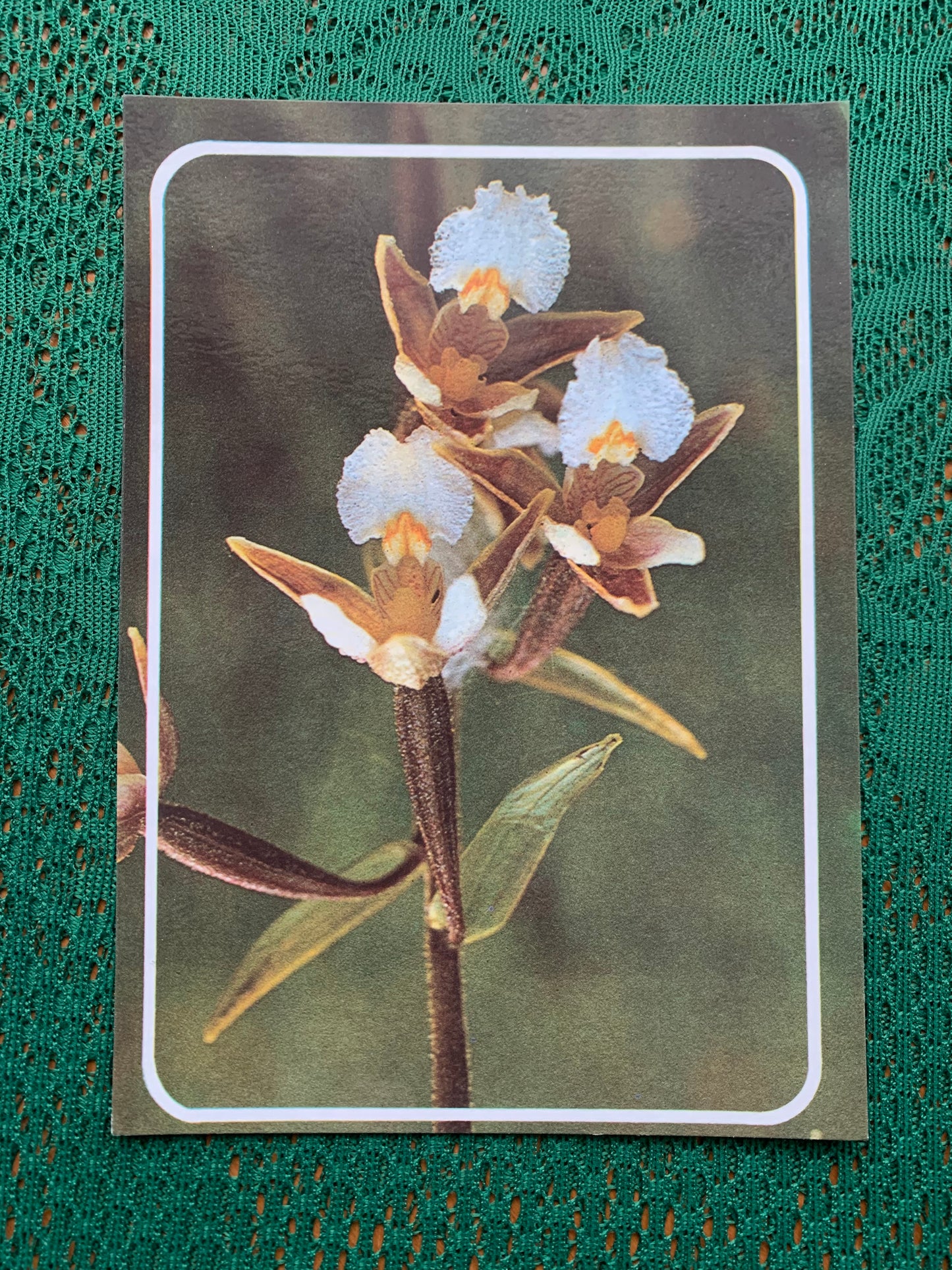 Estonian postcard - Flowers - Epipactis palustris - Marsh helleborine - Printed in USSR - 1990 - unused